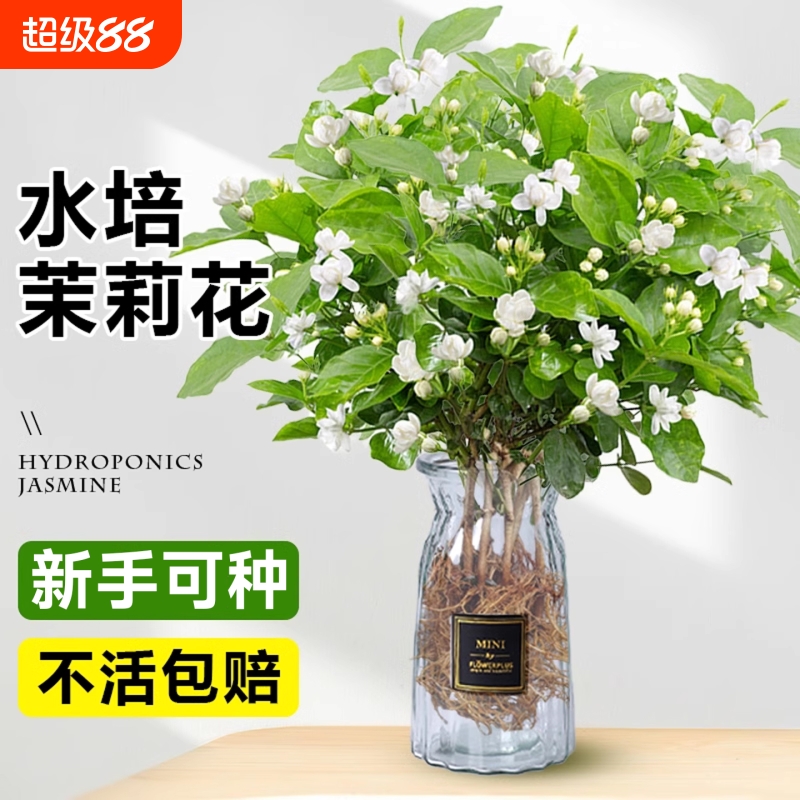 茉莉花水培植物盆栽办公室内桌面好养适合懒人养的花卉绿植九里香