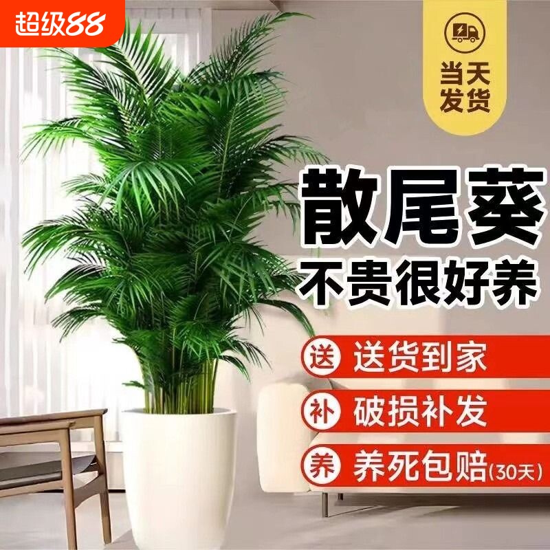 散尾葵凤尾竹绿植物客厅大型盆栽夏威夷室内富贵椰子四季常青轻奢