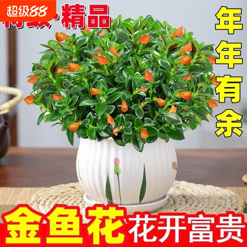 金鱼花吊兰盆栽室内四季开花好养易活花卉绿植净化空气客厅桌面