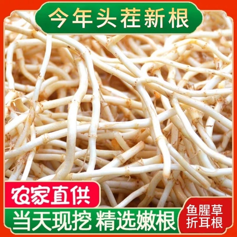 新鲜鱼腥草折耳根现挖新根嫩根新鲜凉拌即食当季蔬菜特产洗净