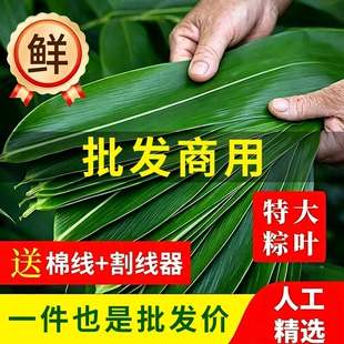 端午节包粽子专用批发商用鲜粽叶新鲜粽子叶特大号叶官方旗舰店批
