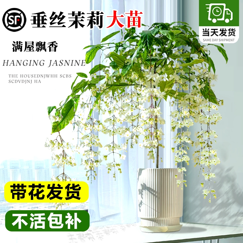 垂丝茉莉盆栽带花苞办公室内桌面好养泰国风车茉莉阳台花卉绿植物
