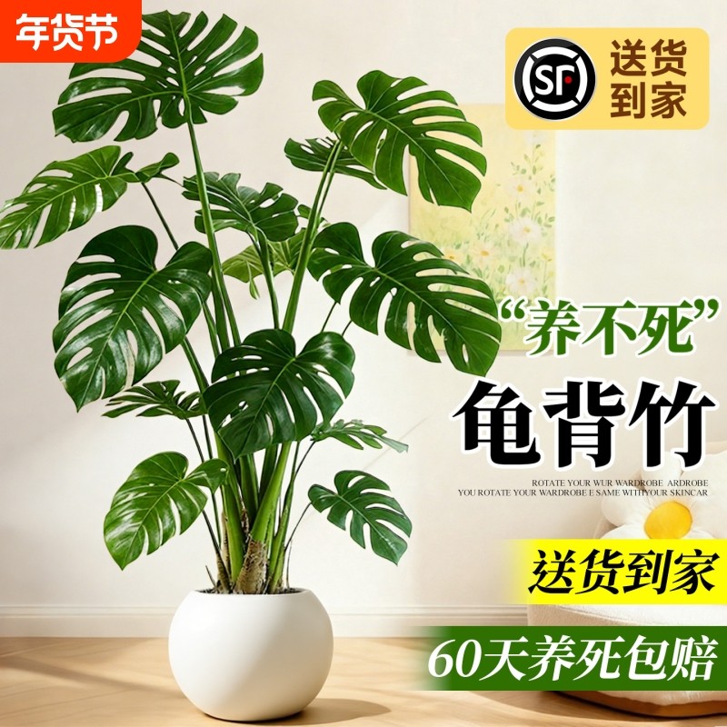 龟背竹客厅大盆栽老桩植物办公室大型绿植室内盆景净化空气除甲醛,鲜花速递/花卉仿真/绿植园艺,大型绿植/成品组合盆栽,淘宝优惠券,粉丝福利购,淘宝优惠卷