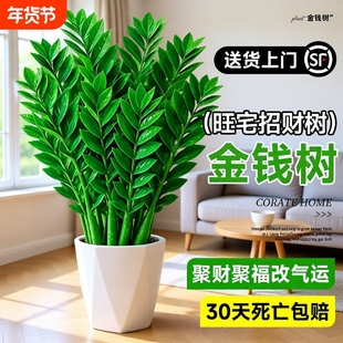 金钱树盆栽办公室内大型好养绿植客厅大花盆旺宅树物乔迁摇钱串子