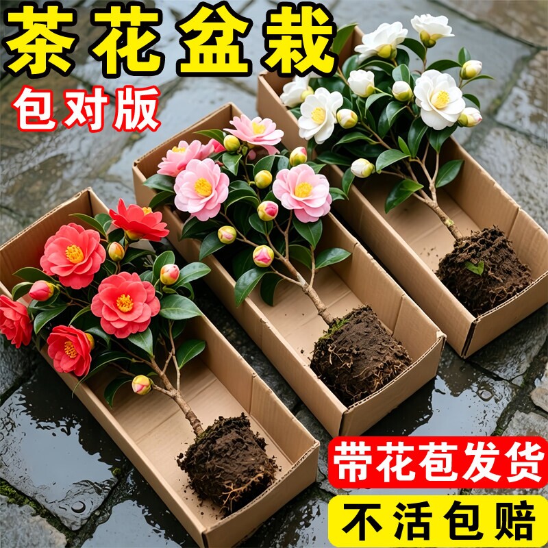 茶花树苗盆栽带花苞四季开花山茶花香妃花卉室内庭院耐寒室外阳台