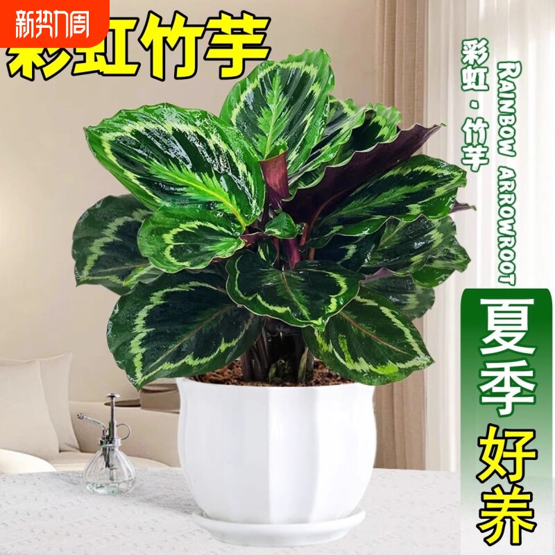 彩虹竹芋盆栽水培孔雀竹芋彩叶绿植花卉室内夏季好养净化空气植物