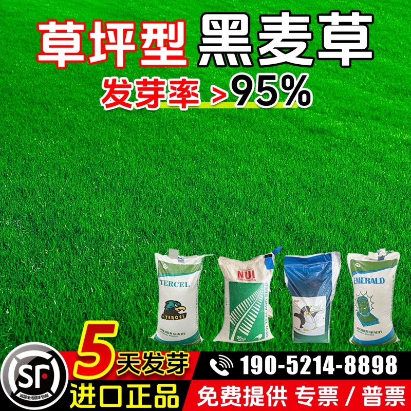 黑麦草种子进口耐寒多年生草坪草籽四季常青护坡固土工程绿化专用