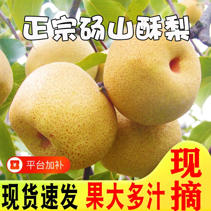 安徽正宗砀山酥梨新鲜水果当季梨子整箱特产当季脆梨雪梨整箱包邮