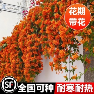 凌霄花爬藤大苗植物盆栽四季花卉炮仗花紫藤凌宵庭院耐寒阳台开花