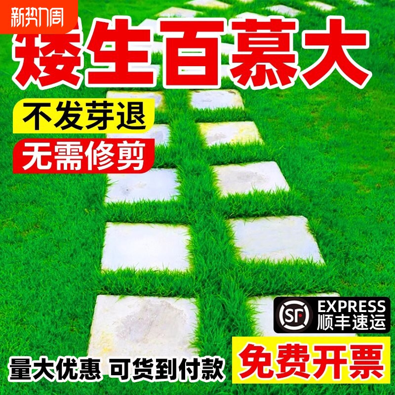 百慕大草籽矮生庭院绿化旱草坪种子发芽护坡青草狗牙根高羊茅种植