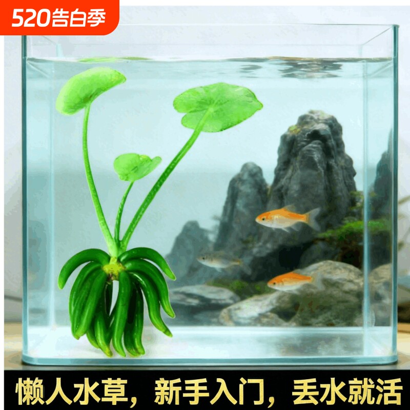 水生香蕉阴性水草鱼缸专用懒人造景增氧净化水质鲜活水培植物好养