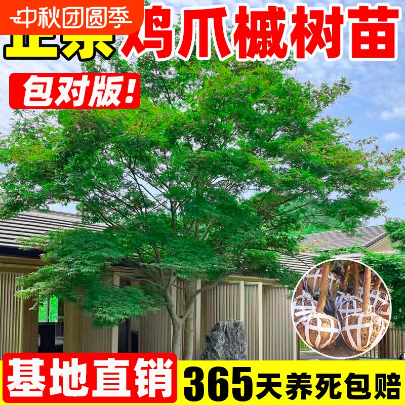 鸡爪槭树苗小叶鸡爪枫大苗庭院盆栽绿化园林木耐寒北方红舞姬造景图片