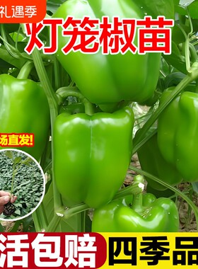灯笼椒苗菜椒不辣的青椒辣椒苗薄皮山东寿光秧苗带土高产四季盆栽
