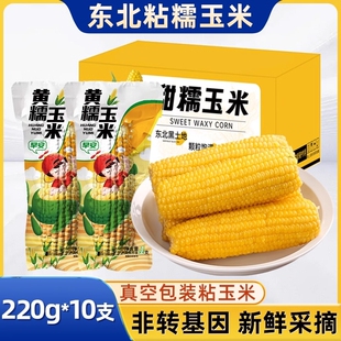 正宗东北黏糯玉米棒10支真空2025新货黄苞米现摘新鲜香甜粘非即食