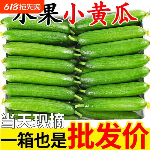 荷兰黄瓜新鲜小黄瓜5斤