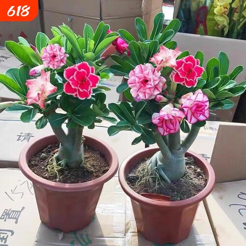 重瓣沙漠玫瑰带花苞|千人加购