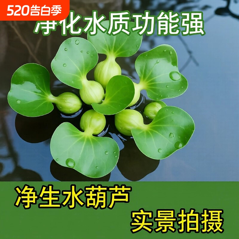 水葫芦水培绿植水生净化水质水草养龟鱼池造景缸增氧养鱼淡水开花