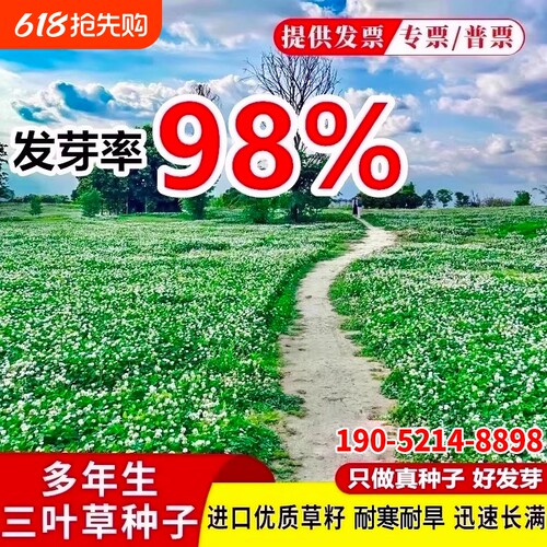 三叶草种子进口红三叶白三叶幸运草四季常青耐寒草坪草籽护坡庭院