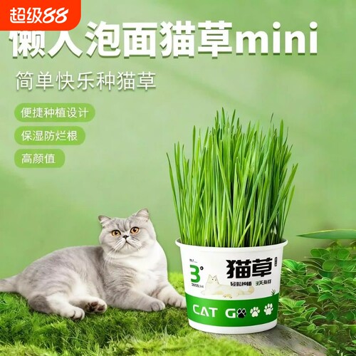 懒人泡面猫草盆栽猫草种子无土水培天然种植化毛磨牙洁齿猫咪零食