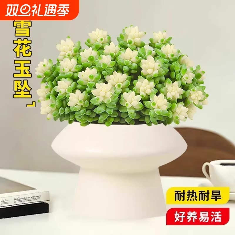 玉坠多肉植物盆栽室内办公室客厅办公桌桌面花卉盆景绿植好养易活