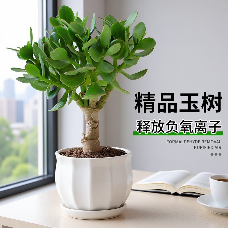 玉树盆栽老桩大叶精品多肉植物室内客厅办公室桌面花卉绿植小盆景