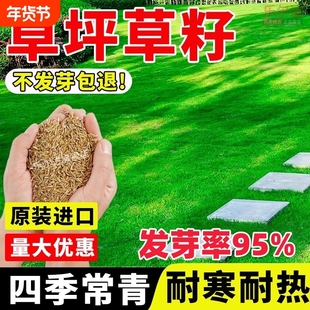 草坪草籽种子四季常青旱地毯草黑麦草绿化护坡草种子籽庭院狗牙根