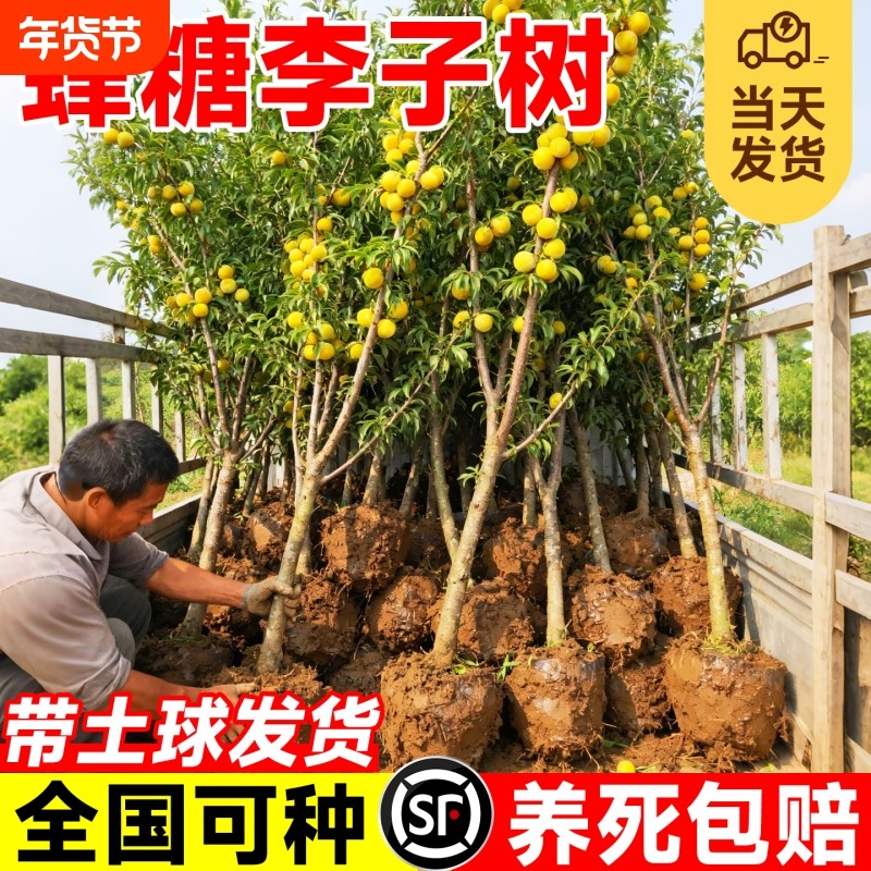 精品蜂糖李子果树苗正宗嫁接脆甜三华李子庭院阳台盆栽四季易成活,鲜花速递/花卉仿真/绿植园艺,果树,淘宝优惠券,粉丝福利购,淘宝优惠卷