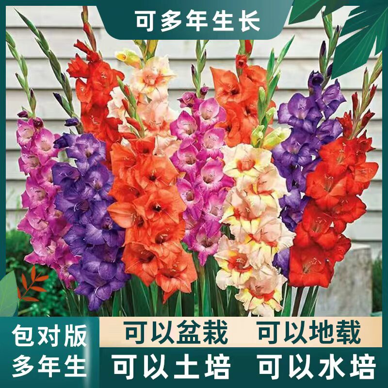 重瓣唐菖蒲剑兰种球室内室外庭院阳台多年生花卉盆栽绿植耐寒耐热