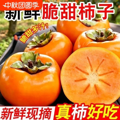【脆柿】阳丰脆柿子应季新鲜水果脆甜大果巧克力硬柿冰糖心甜整箱