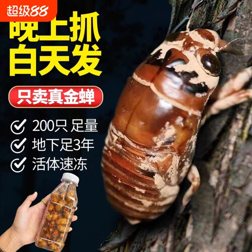 金蝉知了猴新鲜山东特产2026爬叉猴鲜活冷冻结了龟幼虫非蚕蛹蝉蛹