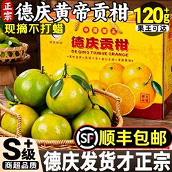 顺丰包邮正宗德庆皇帝柑老树精选大果10斤德庆贡柑现摘现发礼盒装
