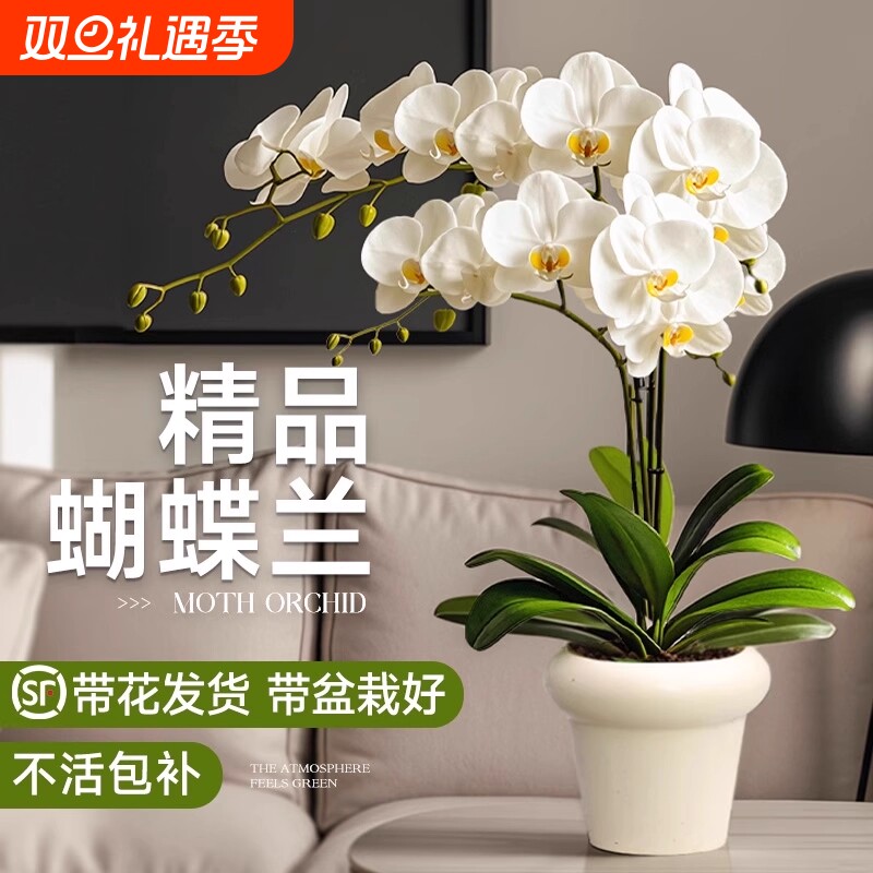 蝴蝶兰盆栽带花带花苞室内客厅四季开花绿植好养活花卉苗室外冬天