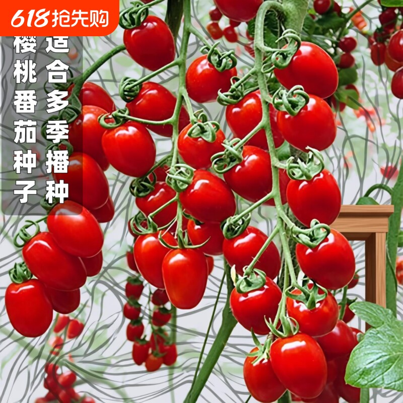 番茄种子西红柿阳台适合多季种植水果小番茄圣女果盆栽蔬菜种植