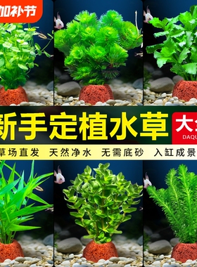 鱼缸火山石蜈蚣草水草植物真草阴性绿菊水榕新手水草造景净化水质