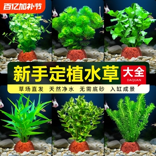 鱼缸火山石蜈蚣草水草植物真草阴性绿菊水榕新手水草造景净化水质