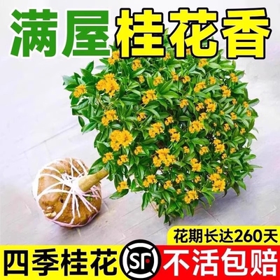 桂花树苗盆栽室内花卉植物金桂庭院大树浓香型绿植开花四季桂好养