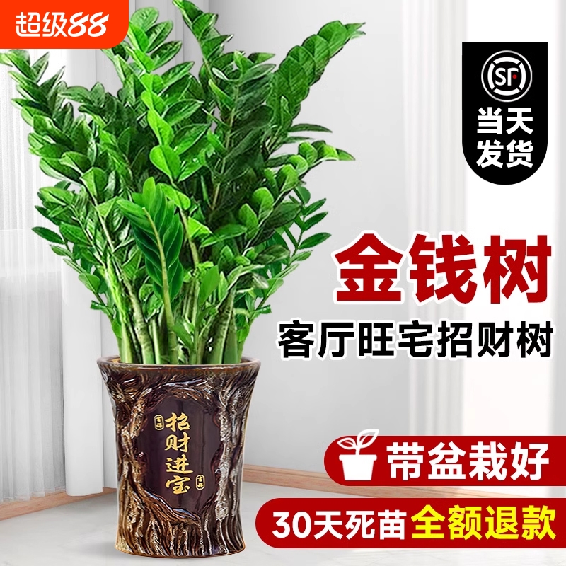 金钱树盆栽客厅钱多多好运多多