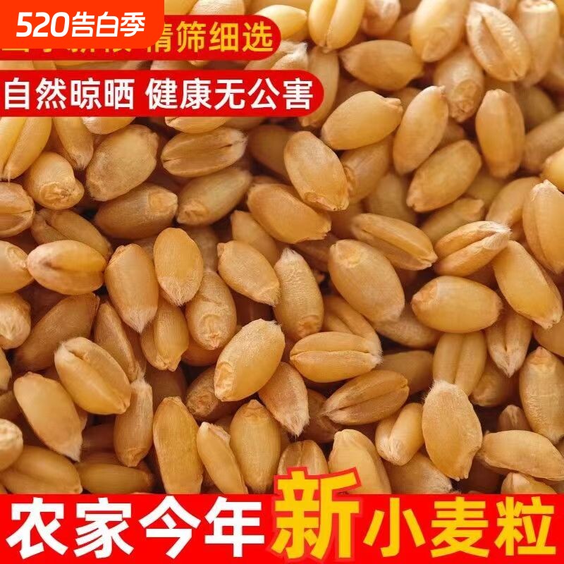 新货小麦粒小麦仁麦子粒小麦带皮小麦米全麦带皮新货小麦磨面批发