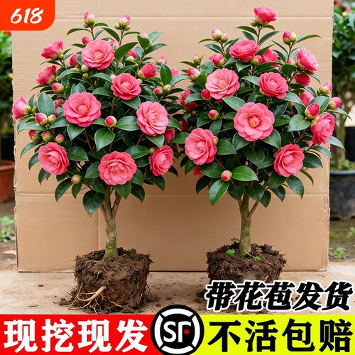 四季香妃茶花盆栽带花苞五色赤丹山茶花树苗多色好养花苗室内植物