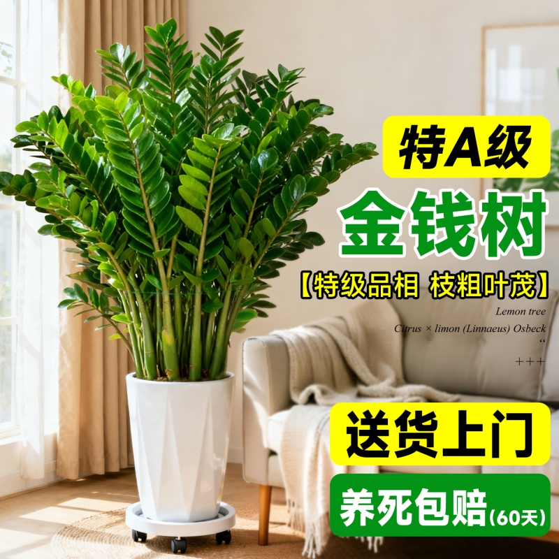 【除甲醛四季常青】特级金钱树