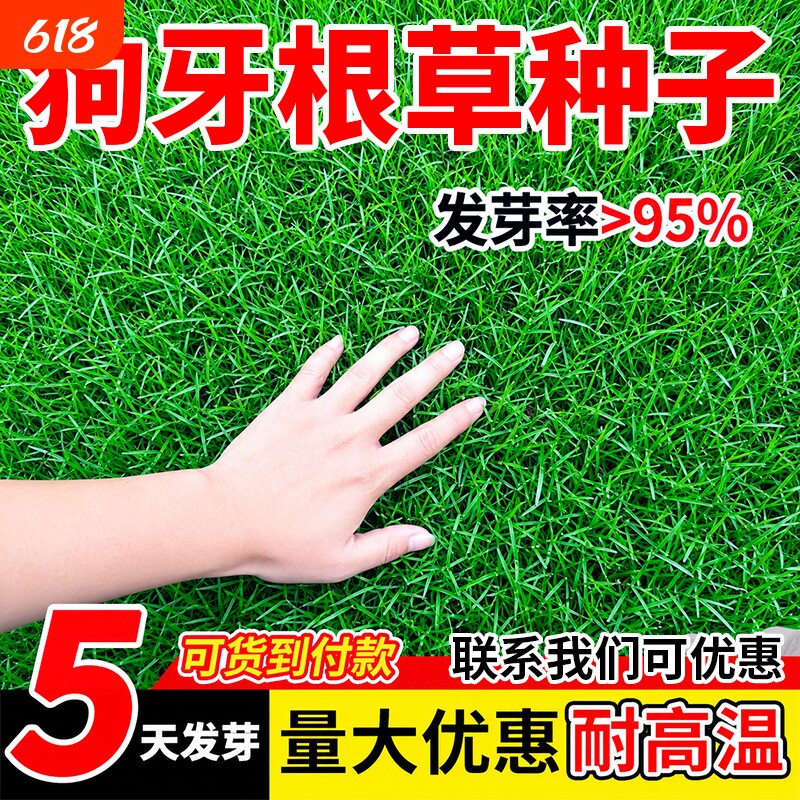 狗牙根草种子草坪草籽护坡固土耐热耐践庭院别墅绿化矮生四季常青