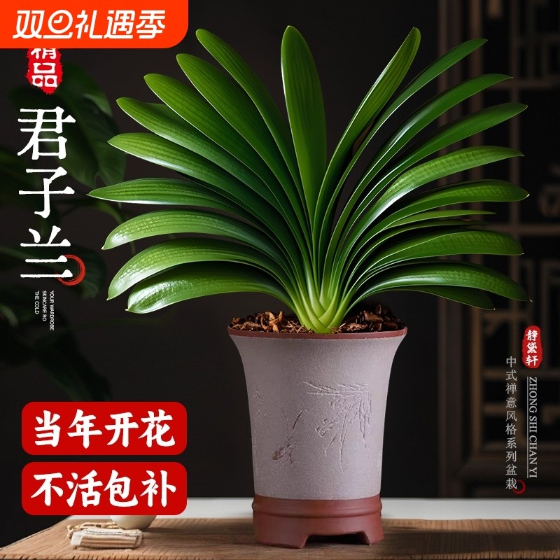 特大号君子兰盆栽国宝级花卉绿植物室内客厅四季好养盆景带花桌面