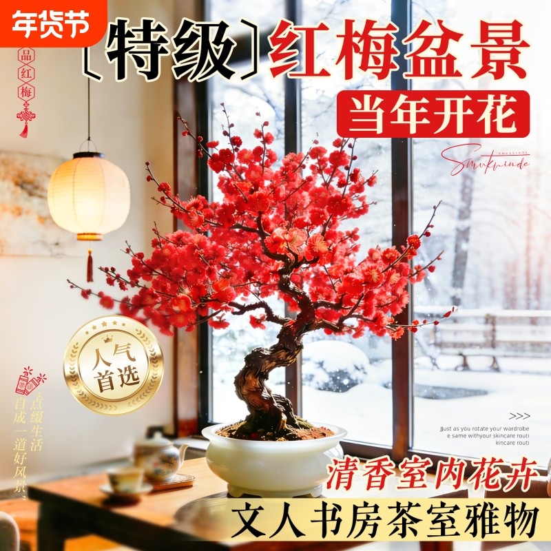 红梅腊梅年宵花鲜枝带花苞室内花卉老桩盆景地栽四季开花客厅室外,鲜花速递/花卉仿真/绿植园艺,时令草本花卉,淘宝优惠券,粉丝福利购,淘宝优惠卷