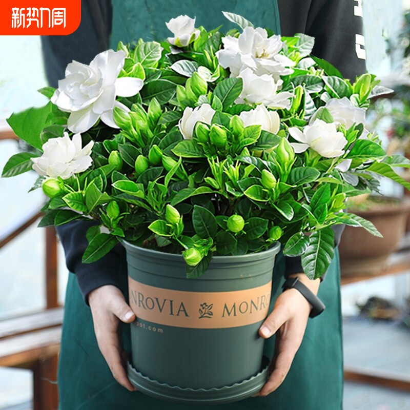 栀子花盆栽九里香老桩水培茉莉花卉绿植物室内四季开花客厅郁金香