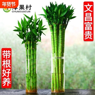 文昌竹4支金榜题名风水粗大富贵竹粗杆带根植物客厅招财粗壮龙竹