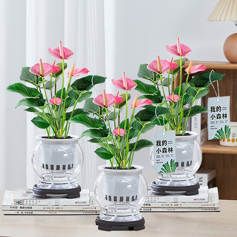 水培粉掌盆栽室内花卉客厅办公室好养绿植盆景桌面植物花净化空气
