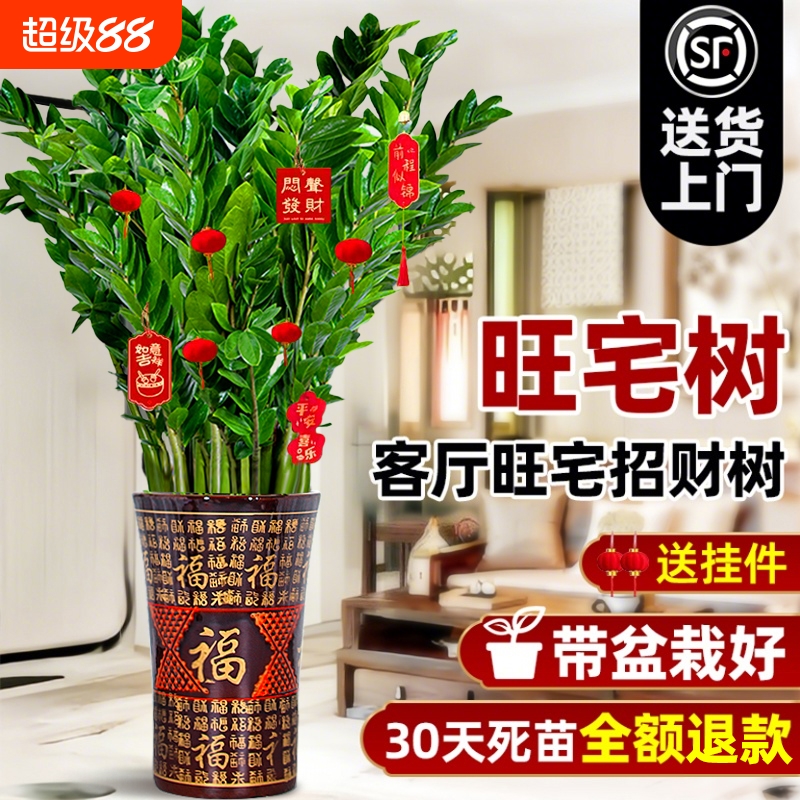 大型绿植金钱树客厅旺宅植物