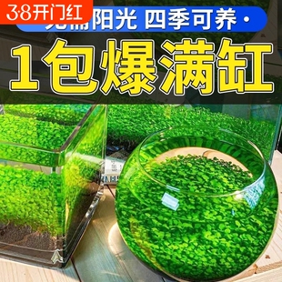 鱼缸水草种子泥水草生态瓶水培植物桌面对叶景观摆件玻璃砂石室内