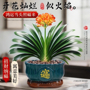 精品君子兰盆栽带花苞室内办公室名贵花卉绿植物特大号国宝级好养