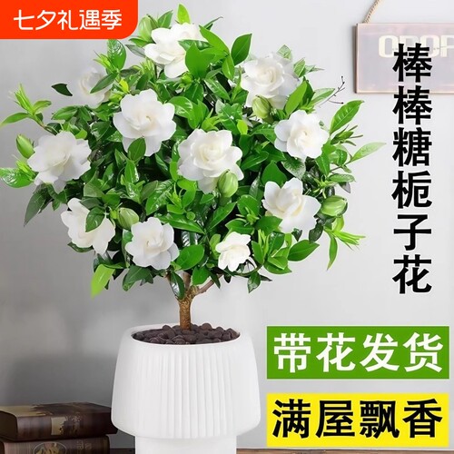 棒棒糖栀子花盆栽花卉绿植好养四季开花带花苞植物室内水培阳台